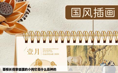 面相长得象狐狸的小狗它是什么品种的